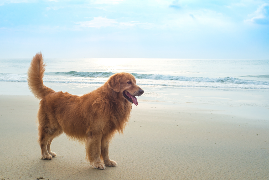 Golden Retriever at the beach.