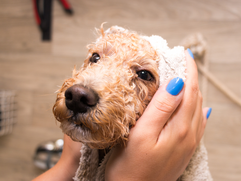 Dog getting bathed.