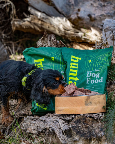 Spaniel eating Huntaway Raw Food.