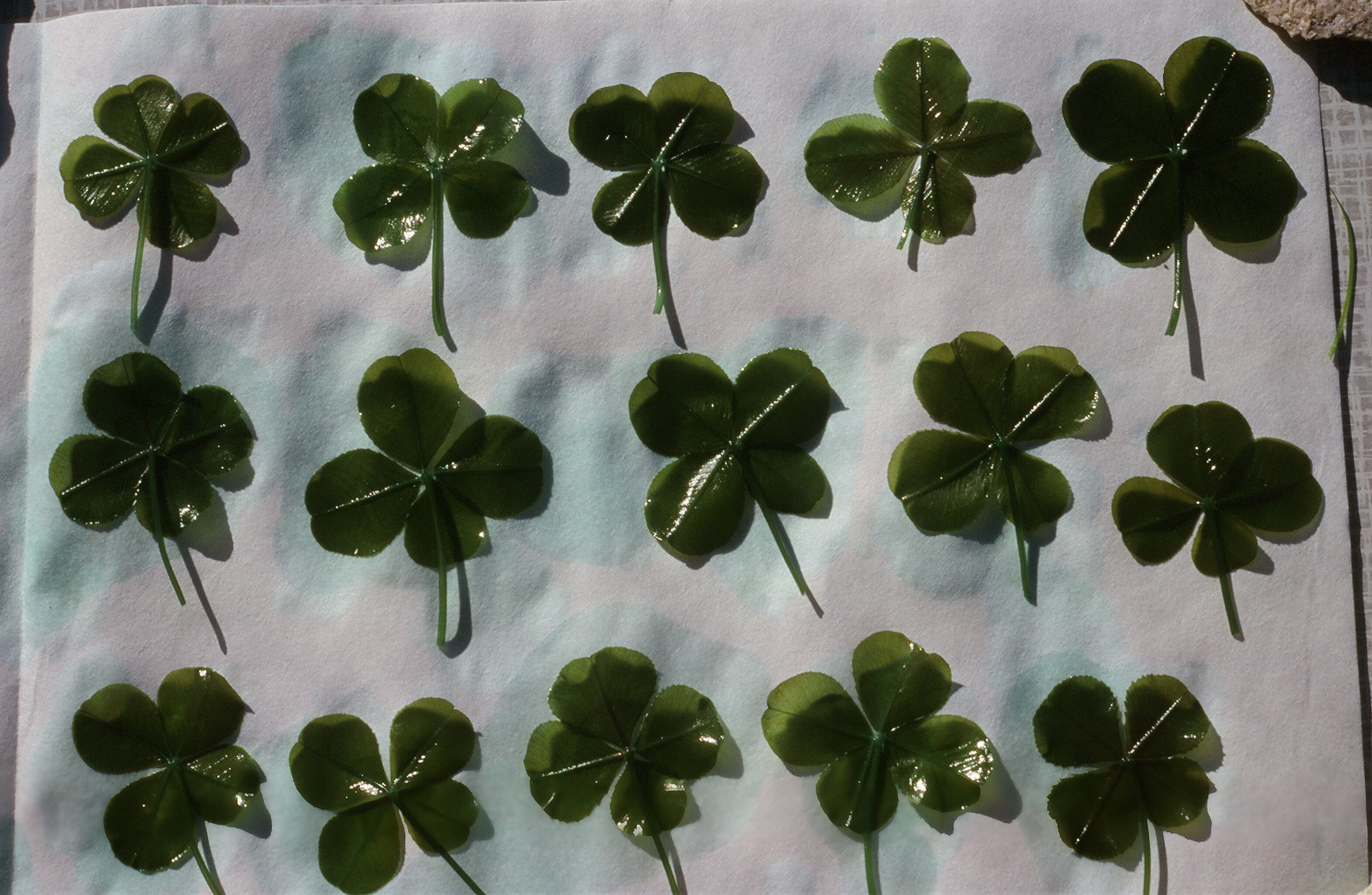 4 leaf clover lucky charm made in France