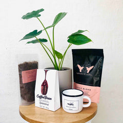 Best Indoor Plant Gifts for Mother's Day