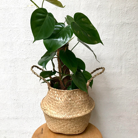 Is Philodendron the best indoor plant