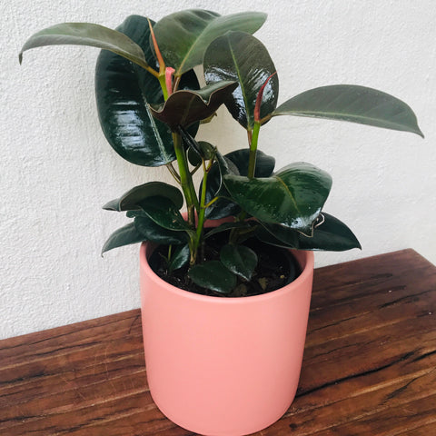 Is Rubber Plant the best indoor plant