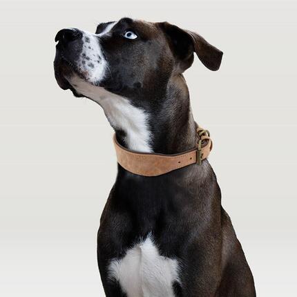 collier chien en cuir