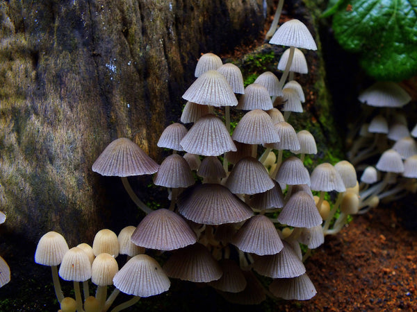 mushroom colony - ecosoulife