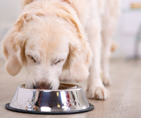 dog eating natural choice pet foods grain free kibble