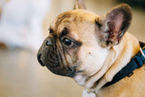 french bulldog hot dog blog