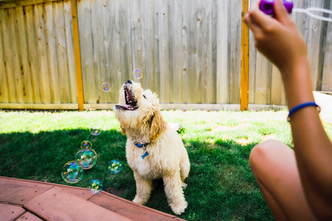 dog bubble game