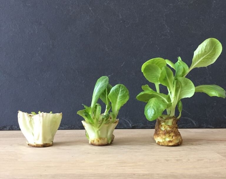 Gemüsereste endlos nachwachsen lassen: Book Review Regrow Your Veggie
