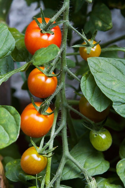 Eine Tomatenpflanze mit mehrere reifen Früchten (Tomaten)