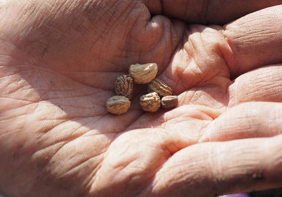 Samen von Kapuzinerkresse liegen in einer Hand