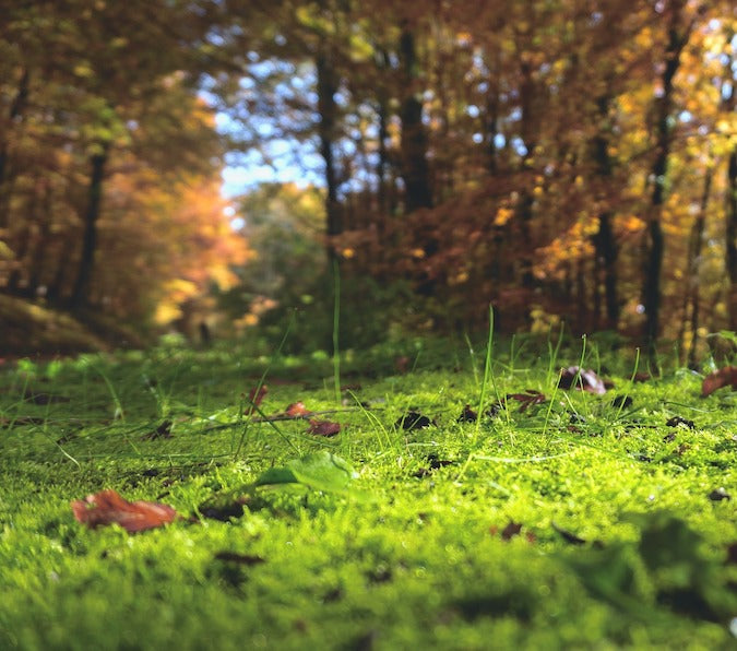 Ein Streifzug durch den Herbstwald bietet ganz neue Gestaltungsmöglichkeiten für deine Blumentöpfe