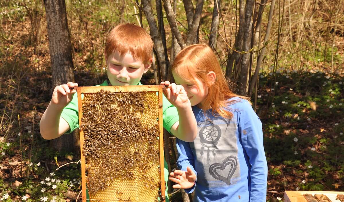 Zwei Kinder untersuchen mit behutsam die Bienen auf einem Rähmchen aus einer Bienenbeute