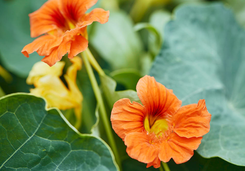 Zelfgekweekte superfoods