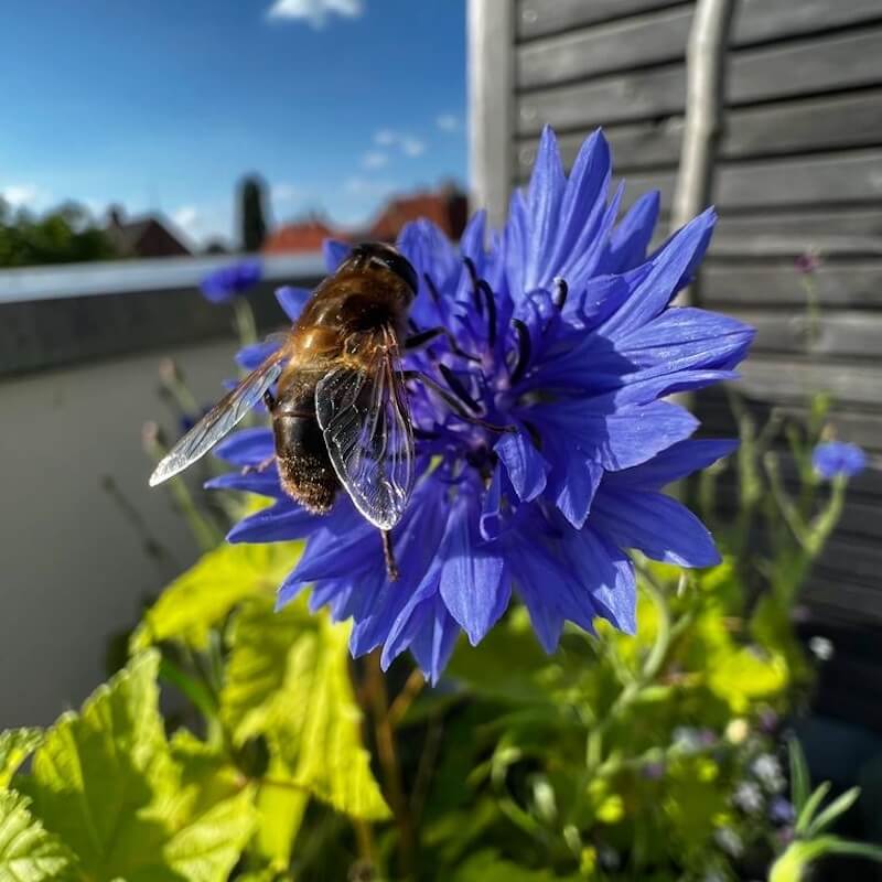 Eine Biene auf einer leuchtend blauen Kornblume mit unscharfem Hintergrund.