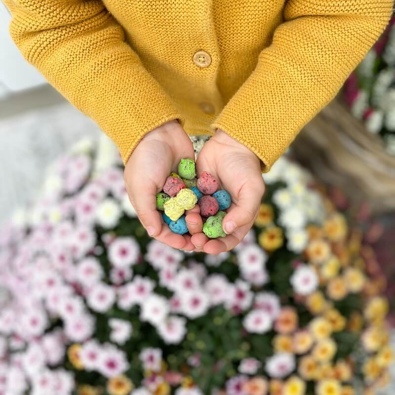 Eine Hand hält eine Ansammlung bunter Blumensamenkugeln über einem Blumenbeet.