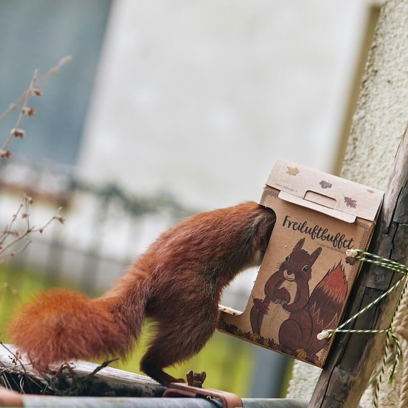 Ein Eichhörnchen erkundet ein Futterhaus mit einem gezeichneten Eichhörnchen auf der Vorderseite.