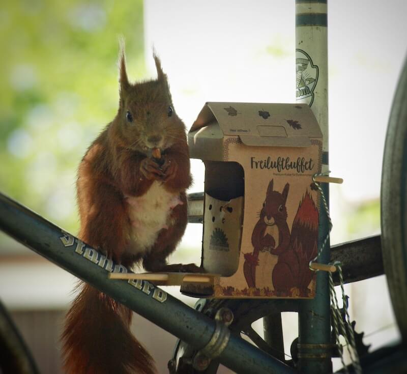Ein Eichhörnchen isst eine Nuss auf einem Fahrrad neben einem Futterhaus mit dem Schriftzug Freiluftbuffet.