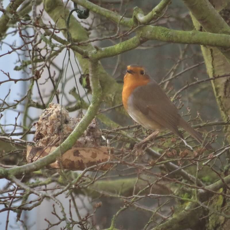 Ein Rotkehlchen steht auf einem Ast neben einem natürlichen Vogelfutterhaufen im Winter.