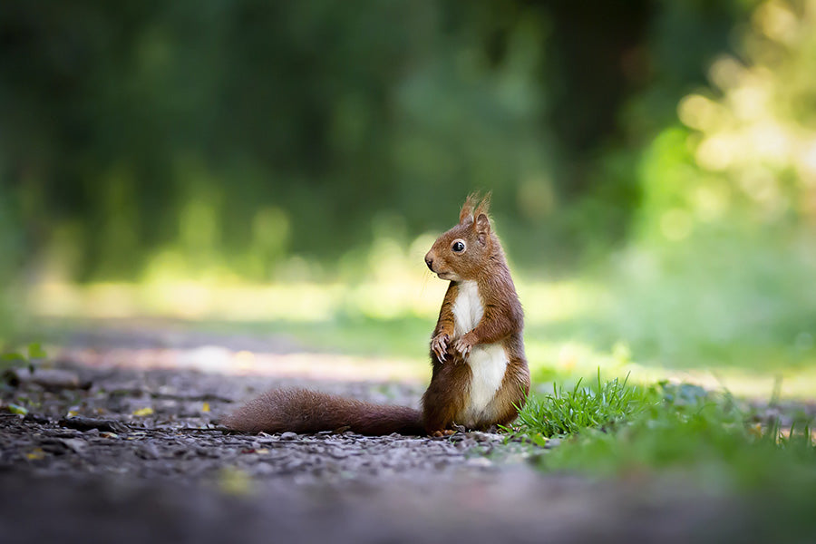 Eichhörnchen auf dem Weg zu seinem Kobel