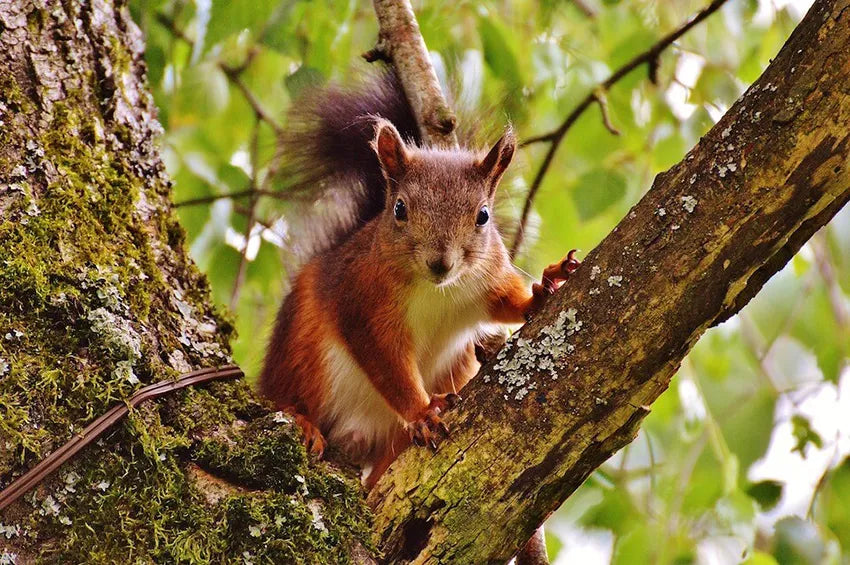 Bild eines Eichhörnchens im Baum