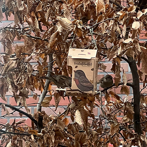 Spatzen plündern das Freiluftbuffet