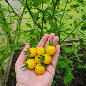 Ernte der Tomaten