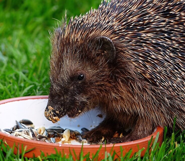 Ein Igel macht sich über Streufutter her, was ihm jemand in einer Schale hingestellt hatte