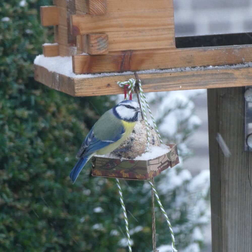 Ein Blaumeise sitzt auf einem Vogelhaus mit Futterspender im Winter, Schnee bedeckt die Kanten des Holzvogelhauses, umgeben von grünen Hecken.