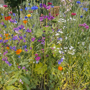 Blühende Wildblumen