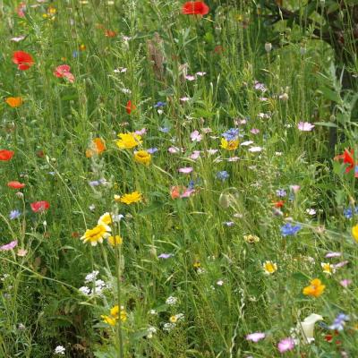 Bunte Blühwiesen mit verschiedenen bunten Blumen