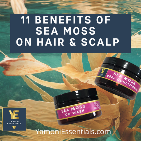 Yamoni Blog Benefits of Sea Moss on Natural Hair Scalp