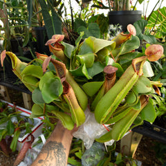 Redleaf Exotics Nepenthes for sale. Medium size tropical pitcher plants. Nepenthes truncata for sale. 