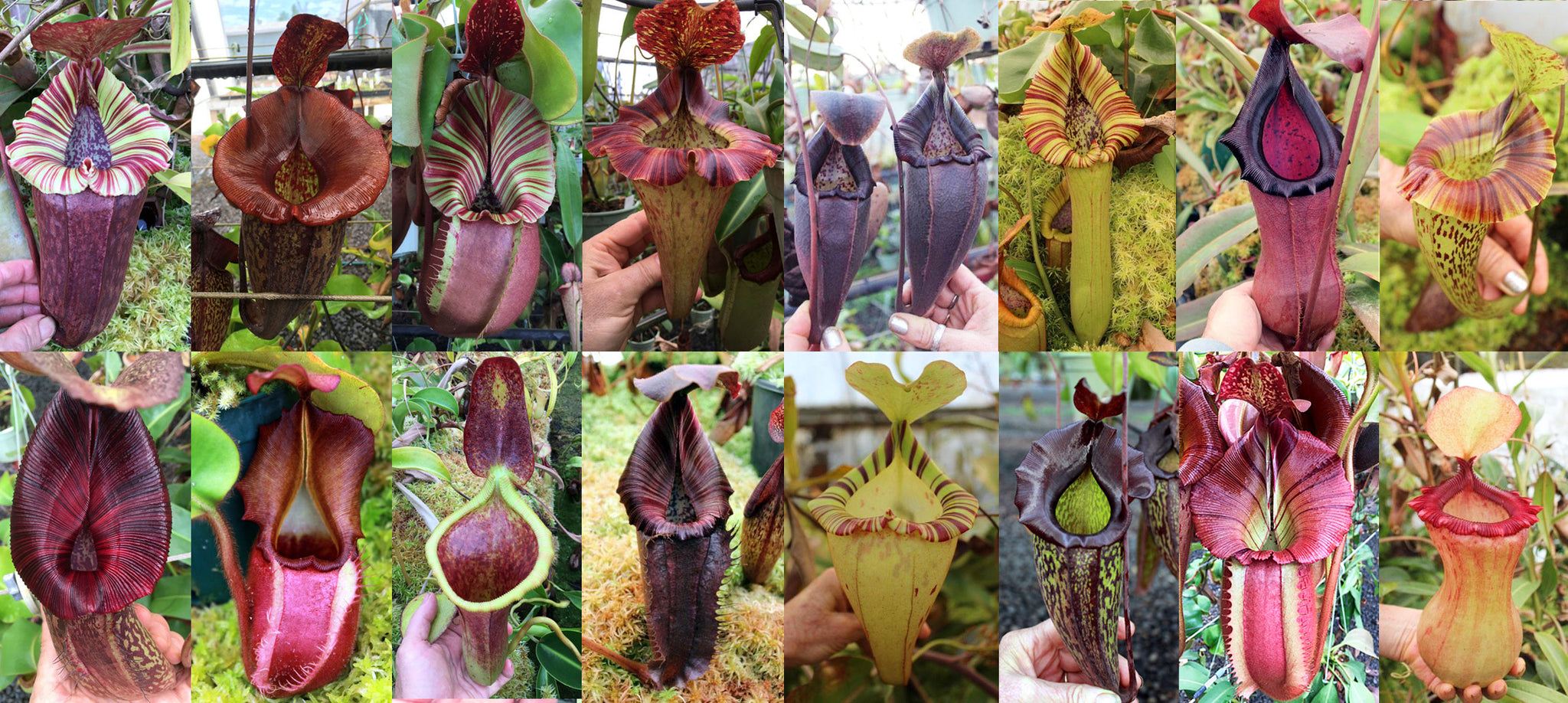 Exotica Plants import - Redleaf Exotics Nepenthes for sale - carnivorous Plants