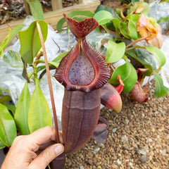 Nepenthes specimens at Redleaf Exotics. Tropical pitcher plants for sale.