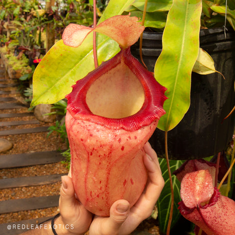 Nepenthes lower pitchers - Redleaf Exotics