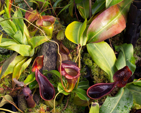 Nepenthes upper pitchers - Redleaf Exotic