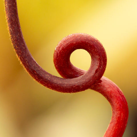 Nepenthes tendril - Redleaf Exotics