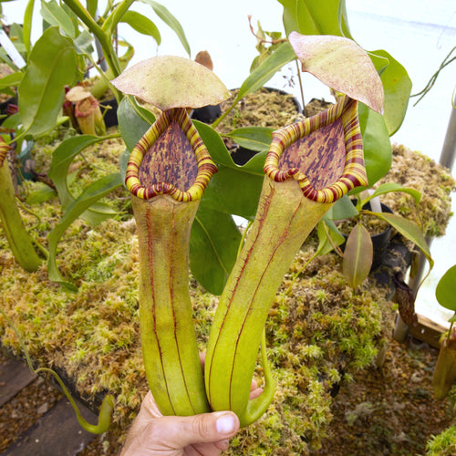 新しいスタイル lepenthes dodsoni X domingensis ハイブリッド 植物