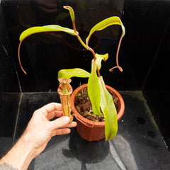 Nepenthes rooted cuttings _ Redleaf Exotics