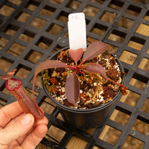 Nepenthes medium size - Redleaf Exotics