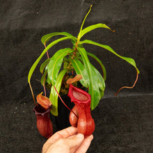 Load image into Gallery viewer, N.  ventricosa - Exotica&#39;s Best Red
