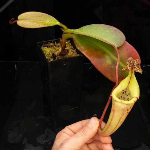 Nepenthes rooted cuttings - Redleaf Exotics
