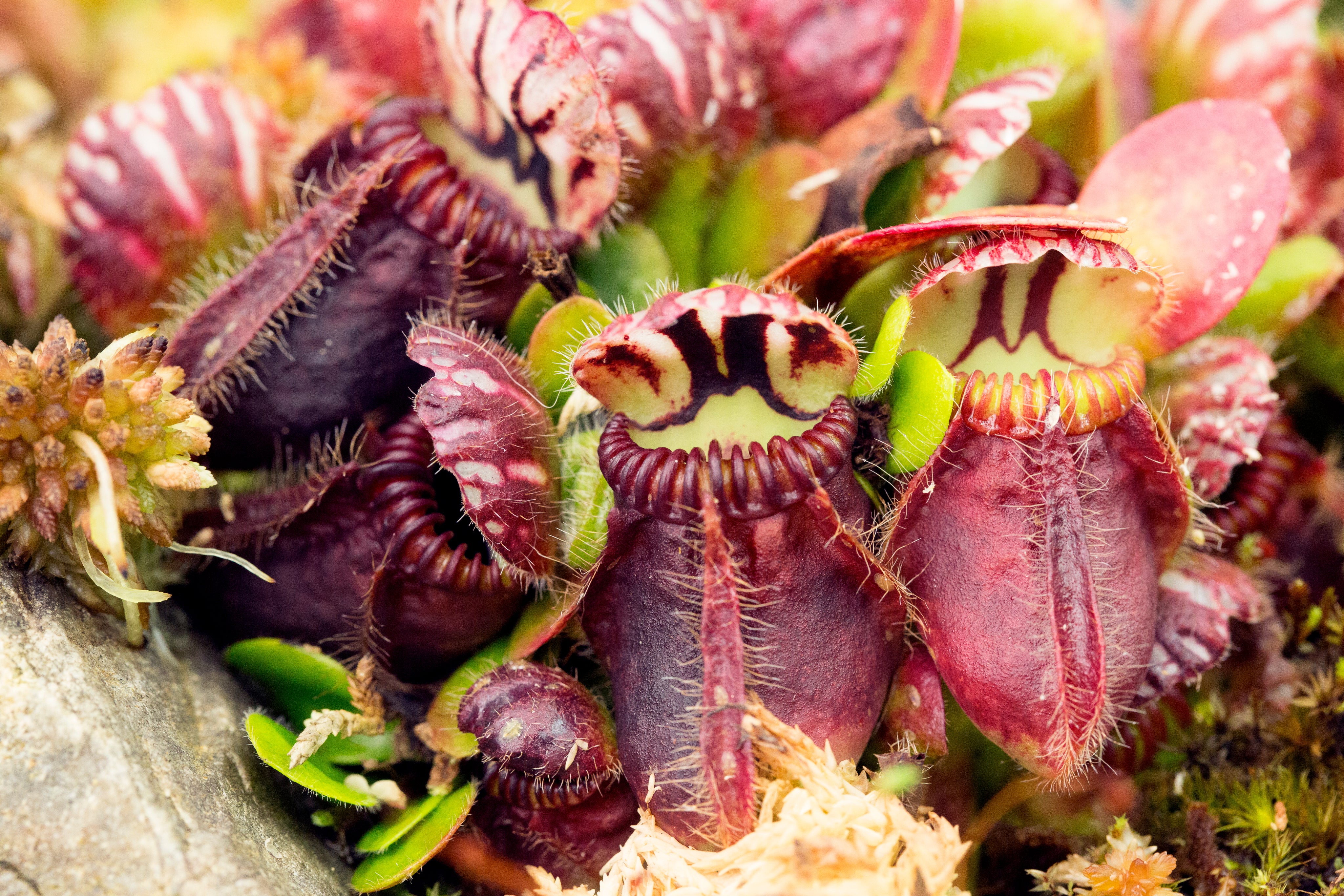 Cephalotus follicularis