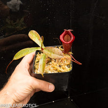 Load image into Gallery viewer, Nepenthes [(ventricosa x sibuyanensis) x  burkei] x jacquelineae  &#39;EP&#39;
