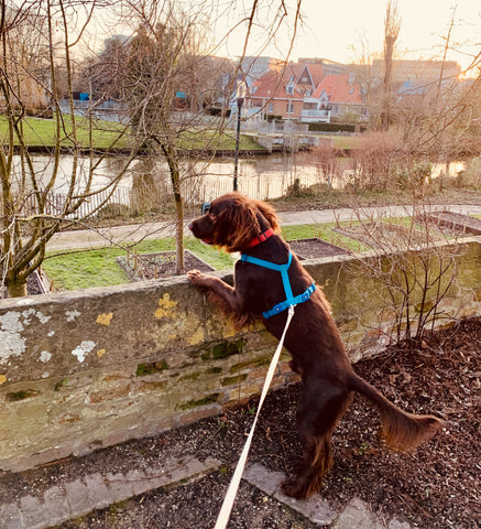 Our inquisitive cocker spaniel in Bruges enjoying a doggie holiday