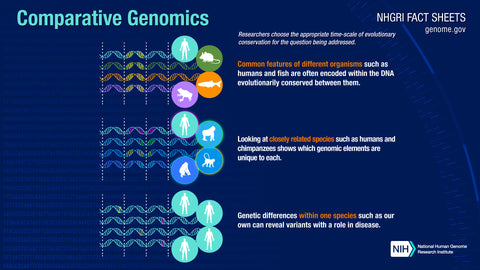 Comparative genetics - image from National Human Genome Research Institute at genome.gov