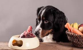 A dog inspects a bowl of raw food