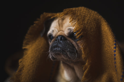 A pug hides under a blanket, many dogs are terrified of the loud bangs during firework season