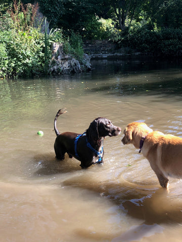 Dogs having fun in the river